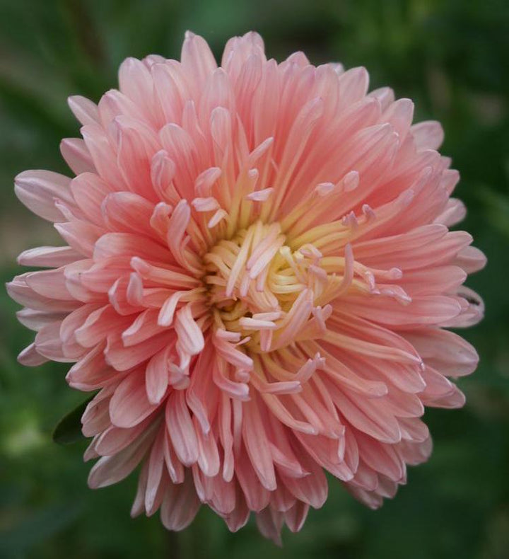 Chrysanthemum Flower Seeds for Planting | Heirloom Non-GMO Organic Garden Seeds, Hardy Variety, High Germination