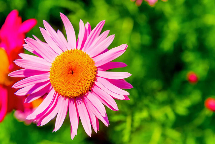Pink Robinsons Flower Seeds for Planting – Heirloom Non-GMO, High Germination Organic Garden Seeds