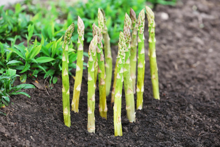 Mary Washington Asparagus Seeds – Heirloom Non-GMO Tender Perennial Vegetable Seeds for Planting