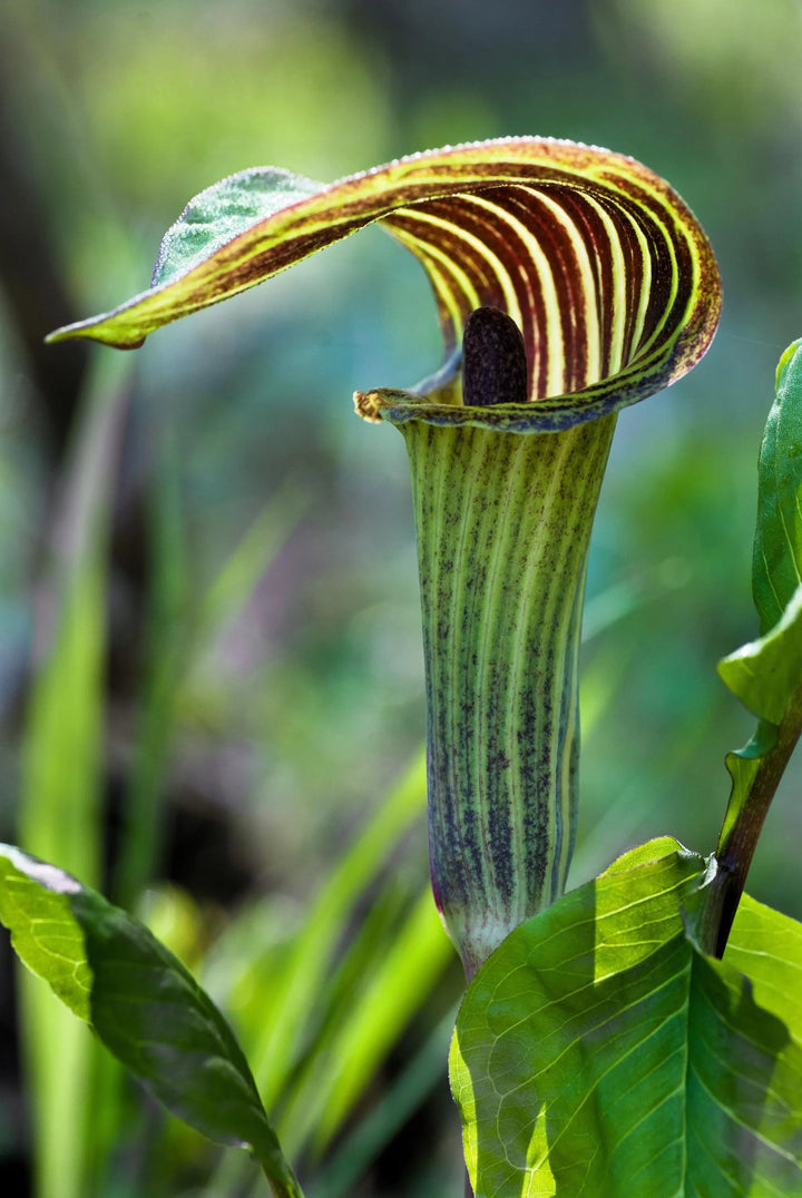 Green Arisaema Triphyllum Flower Seeds for Planting – Heirloom, Non-GMO, High Germination