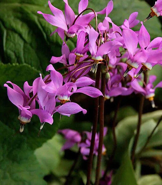Pink Midland Shooting Flower Seeds for Planting – Heirloom Non-GMO, High Germination Organic Garden Seeds