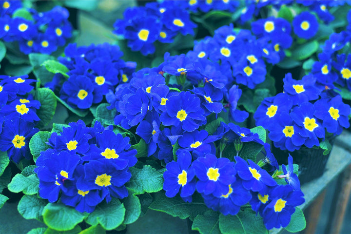 Flower Seeds, Seeds,Seeds For Planting,Plant Seeds