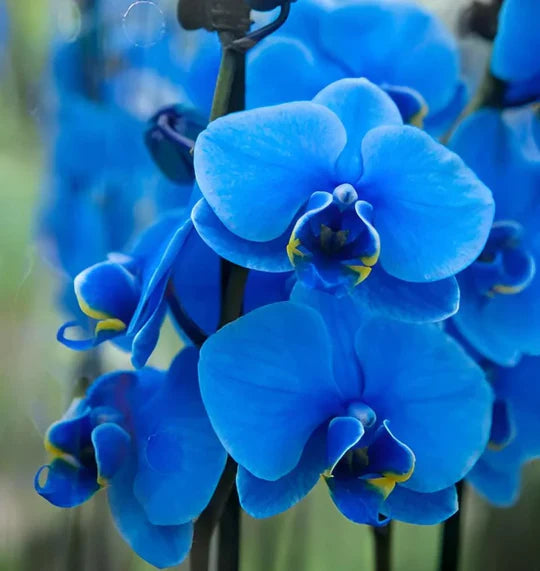 Deep Blue Phalaenopsis Orchid Seeds for Planting – Heirloom, Non-GMO, High Germination Organic Garden Seeds