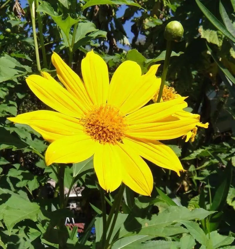Yellow Torch Mexican Sunflower Seeds (Tithonia) for Planting – Heirloom & Non-GMO Blooms for Pollinator and Butterfly Gardens