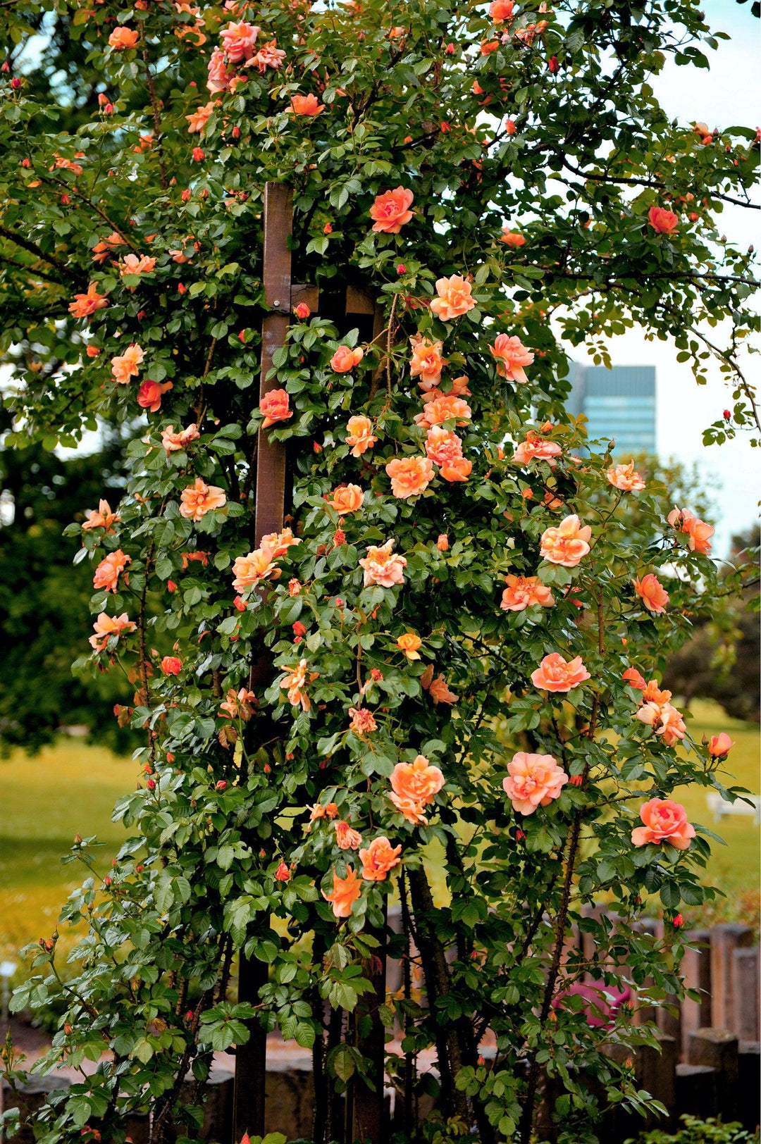 Orange Climbing Rose Flower seeds for Planting – Fragrant Blossoms, Heirloom, Non-GMO Seeds