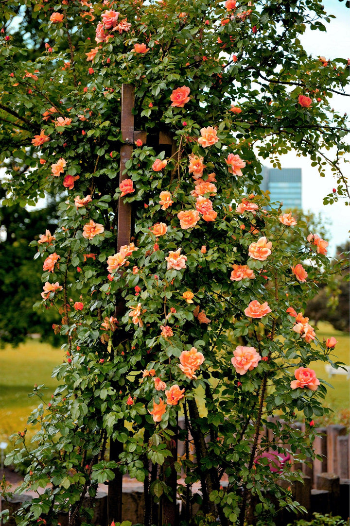 Orange Climbing Rose Flower seeds for Planting – Fragrant Blossoms, Heirloom, Non-GMO Seeds