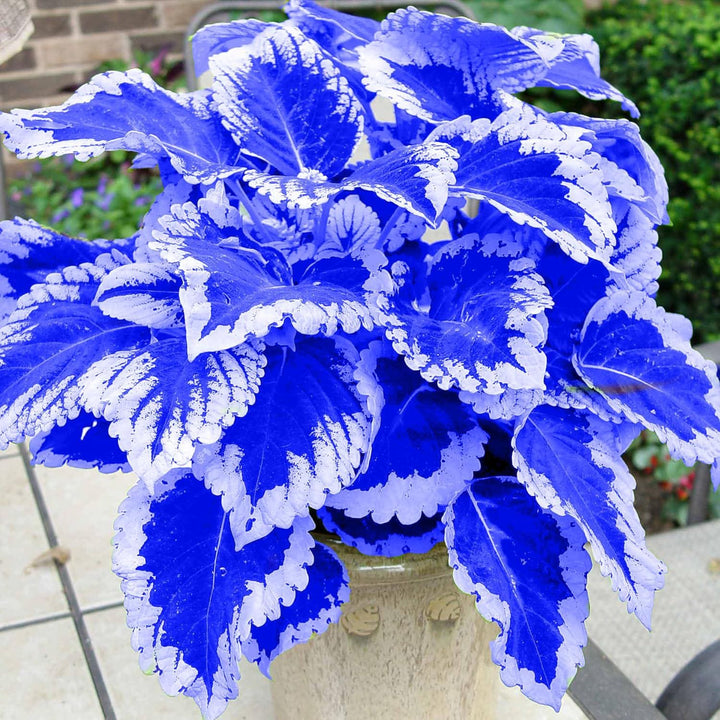 Blue White Coleus Flower Seeds for Planting – Vibrant Colors, Heirloom, Non-GMO Home Garden Seeds
