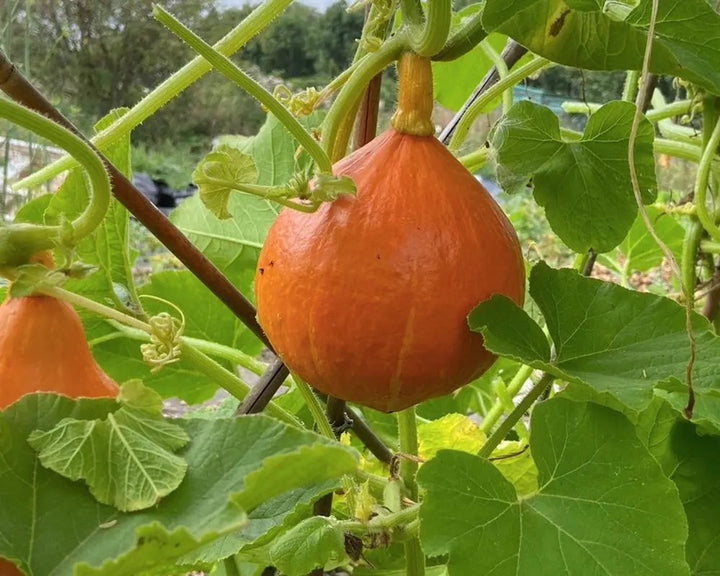 Amish Pie Squash Seeds for Planting – Heirloom, Non-GMO, Sweet Winter Vegetable – High Germination
