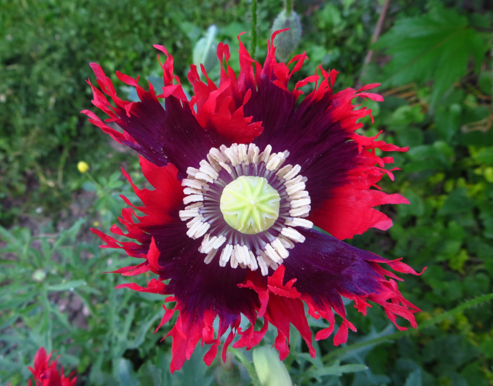 Drama Queen Poppies Flower Seeds for Planting – Heirloom Non-GMO, High Germination Organic Garden Seeds