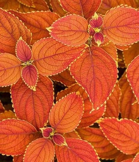 Orange Coleus Flower Seeds for Planting – Hardy Heirloom, Non-GMO, High Germination Organic Garden Seeds
