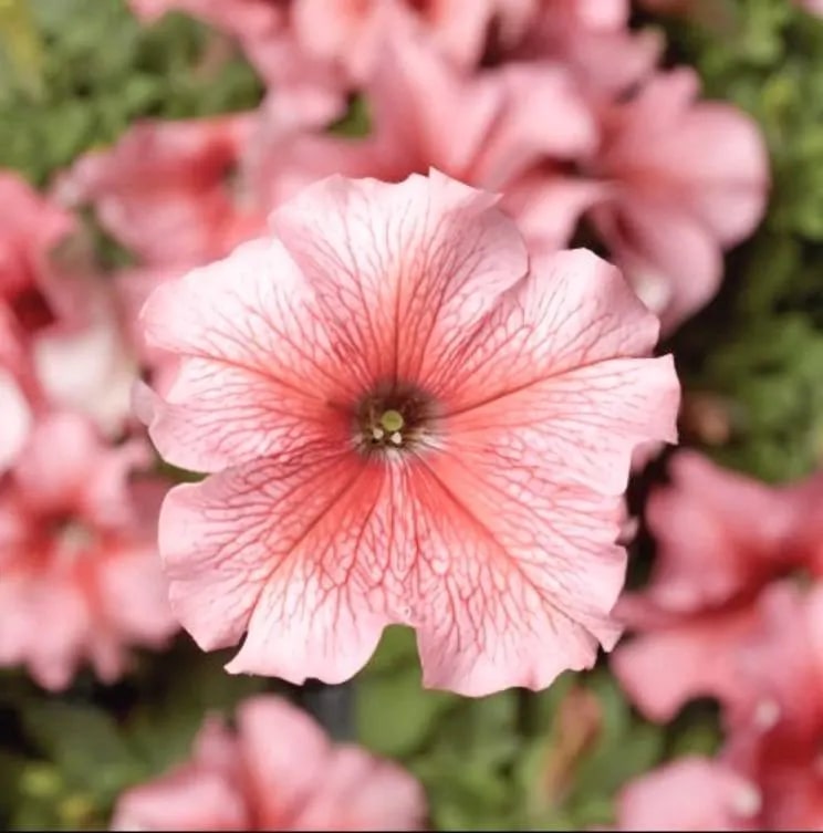 Peach Petunia Flower Seeds for Planting – Heirloom Non-GMO Organic Garden Seeds – Easy to Grow, High Germination Blooms