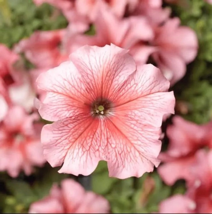 Peach Petunia Flower Seeds for Planting – Heirloom Non-GMO Organic Garden Seeds – Easy to Grow, High Germination Blooms
