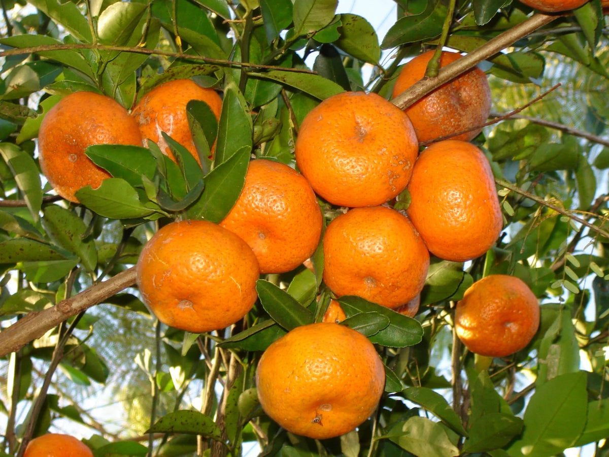 Orange Mandarin Fruit Seeds for Planting – Heirloom, Non-GMO, Sweet Tangy Citrus Tree Seeds