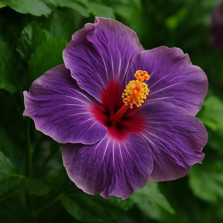 Dark Purple Hibiscus Flower Seeds for Planting – Heirloom, Non-GMO, Pollinator Friendly, High Germination