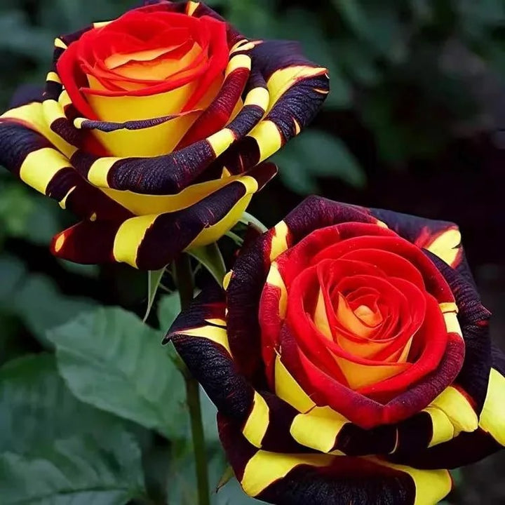 Mixed Osiria Rose Flower Seeds for Planting – Heirloom, Non-GMO, Cottage Garden, High Germination