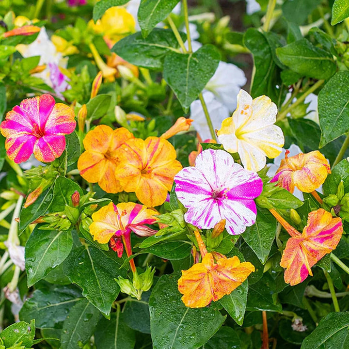 Mixed Mirabilis Flower Seeds for Planting – Heirloom, Non-GMO, Cut Flower Favorite, High Germination