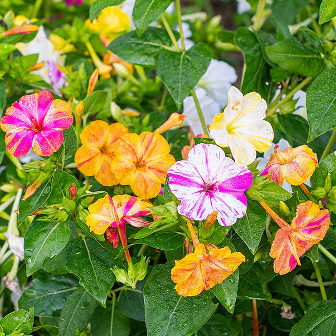 Mirabilis Flower Seeds for Planting – Wildflower Mix, Heirloom GMO Free (Non-GMO), High Germination Organic Garden Seeds