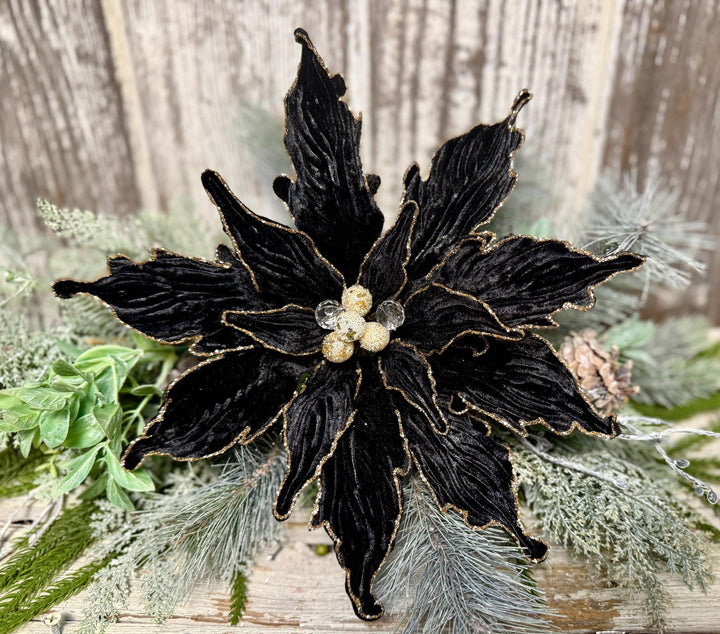 Black Poinsettia Seeds for Planting – Heirloom, Non-GMO, Hardy High Germination Organic Garden Seeds