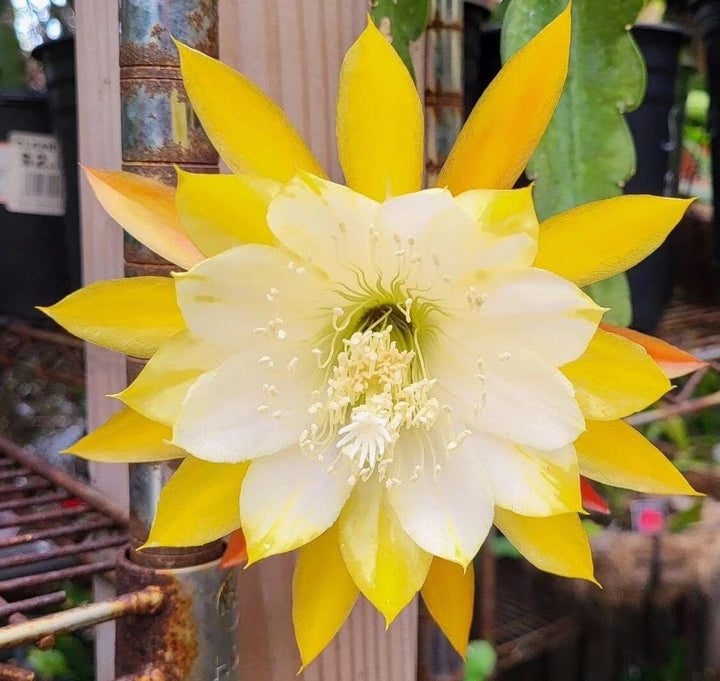 Yellow White Epiphyllum Flower Seeds for Planting – Hardy Variety, Heirloom, Non-GMO Home Garden