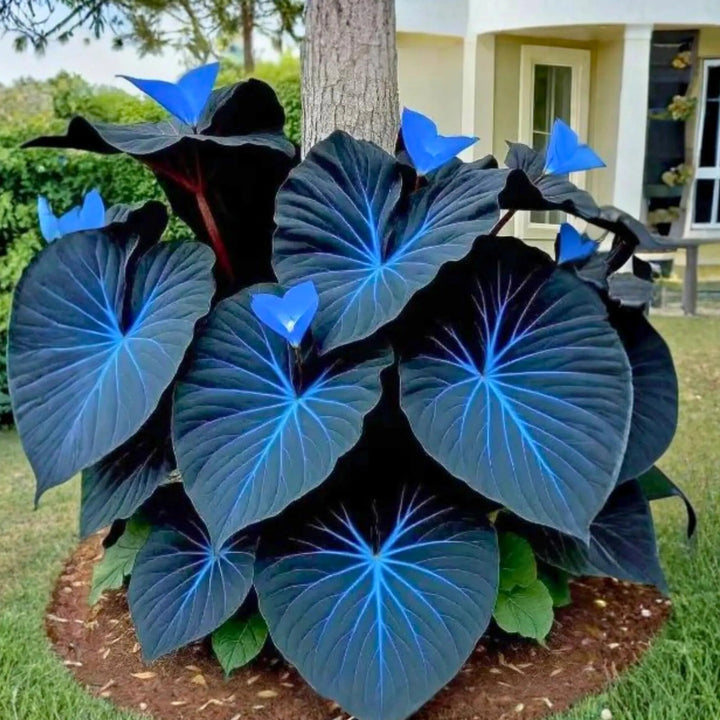Mix Blue Caladium Flower Seeds for Planting – Heirloom Non-GMO GMO Free Seeds for Home Garden