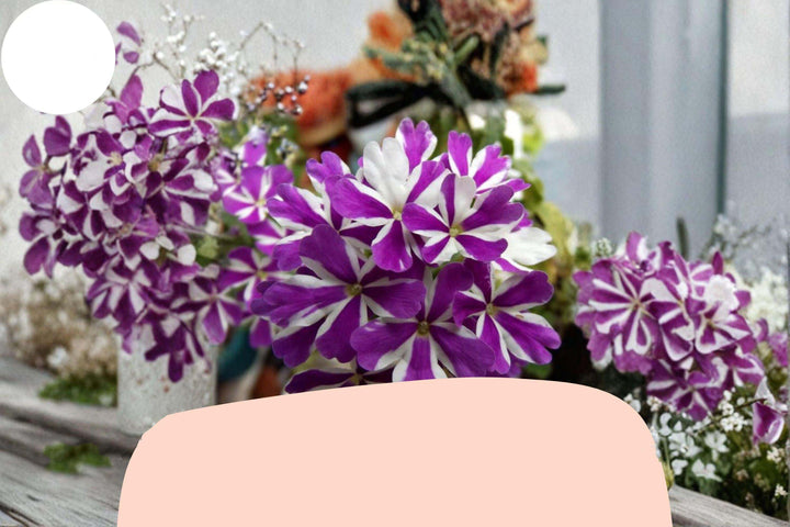 Purple White Geranium Flower Seeds for Planting – Heirloom, Non-GMO, High Germination Organic Garden Seeds
