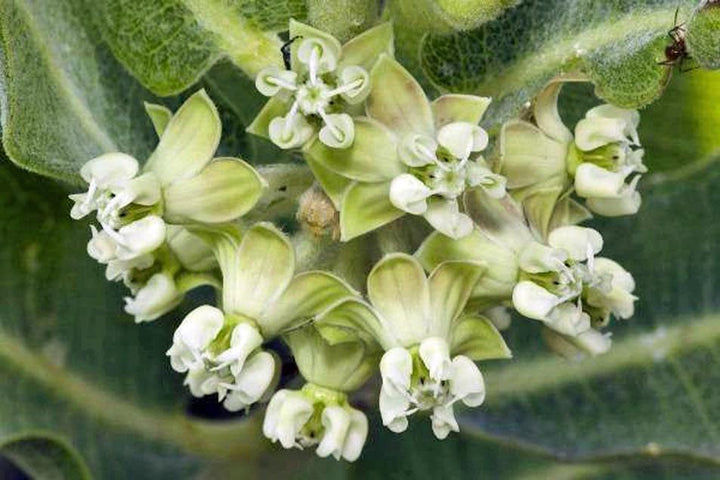 Asclepias Arenaria Flower Seeds for Planting – Vibrant Heirloom, Non-GMO, High Germination Seeds
