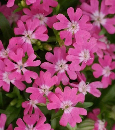 Silene Caroliniana Seeds – Sticky Catchfly / Wild Pink, Hardy Perennial Flower Seeds for Garden & Wildflower Mix