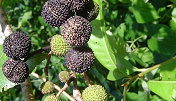 Rudraksha fruit seeds for planting – Heirloom & Non-GMO Garden seeds