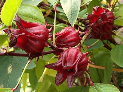 Roselle Flower Seeds for Planting – Heirloom Non-GMO, High Germination Organic Garden Seeds
