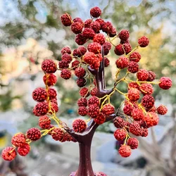 Rudraksha  for Planting - Fragrant Blossoms, Heirloom & GMO Free Seeds for Home Garden