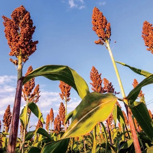 Red Sorghum Seeds for Planting – Heirloom Non-GMO Drought-Tolerant Grain Vegetable Seeds with High Germination