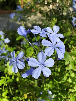 Plumbago Flower Seeds for Planting – Heirloom Non-GMO, High Germination Organic Garden Seeds
