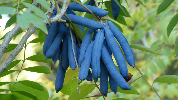 Blue Sausage Fruit Seeds for Planting – Heirloom & Non-GMO Garden seeds, exotic blue pod-shaped fruits