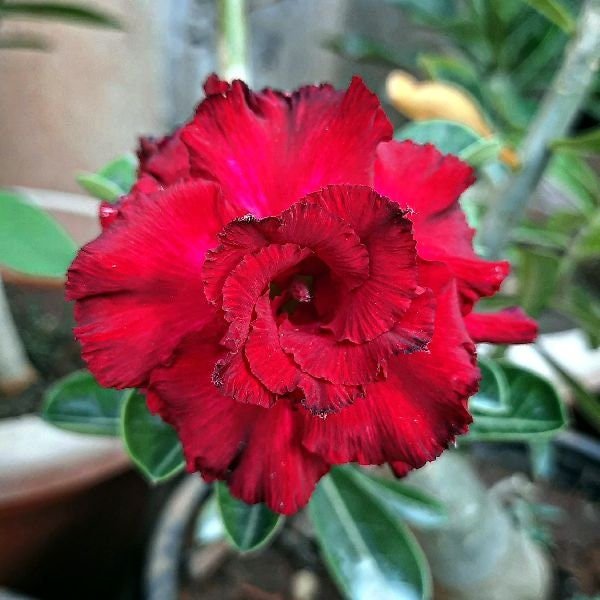 Adenium Flower Seeds for Planting Mixed – Perfect for Borders, Heirloom, Non-GMO, High Germination Organic Garden Seeds