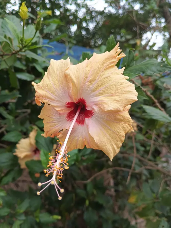 Light Yellow Hibiscus Flower Seeds – Heirloom, Non-GMO, High Germination Organic Garden Seeds for Planting