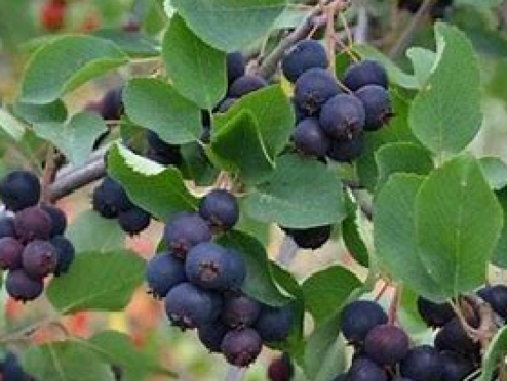 Saskatoon Berry fruit seeds for planting – Heirloom & Non-GMO Garden seeds