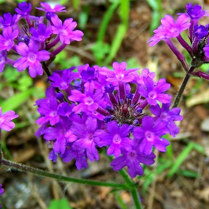 Flower Seeds, Seeds,Seeds For Planting,Plant Seeds