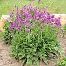 Stachys Flower Seeds for Planting – Vibrant Colors, Heirloom Non-GMO High Germination Organic Garden Seeds