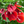 Arborescens Herb Seeds for Planting – Heirloom, Non-GMO Seeds Ideal for Beginner Gardeners