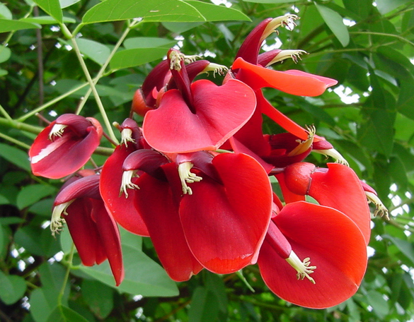 Arborescens Herb Seeds for Planting – Heirloom, Non-GMO Seeds Ideal for Beginner Gardeners