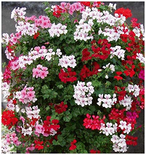 Pink Mix Pelargonium Peltatum Flower Seeds for Planting – Heirloom, Non-GMO, Shade-Tolerant Garden Seeds