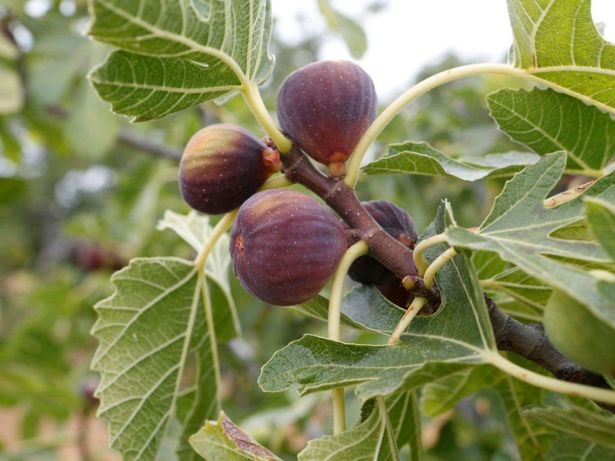 Maroon Ficus Carica Fruit Seeds for Planting – Heirloom Non-GMO Sweet Fig Tree High Germination Garden Seeds