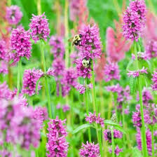Stachys Flower Seeds for Planting – Vibrant Colors, Heirloom Non-GMO High Germination Organic Garden Seeds