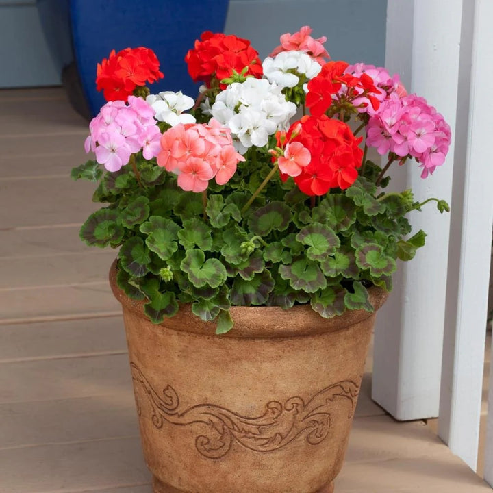Geranium Flower Seeds for Planting – Vibrant Colors, Heirloom &amp; Non-GMO Organic Garden Seeds