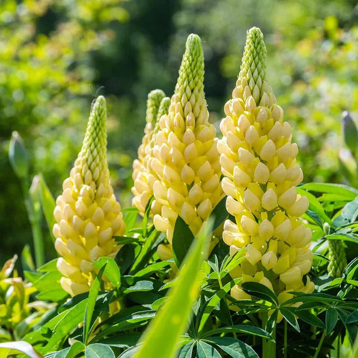 Flower Seeds, Seeds,Seeds For Planting,Plant Seeds