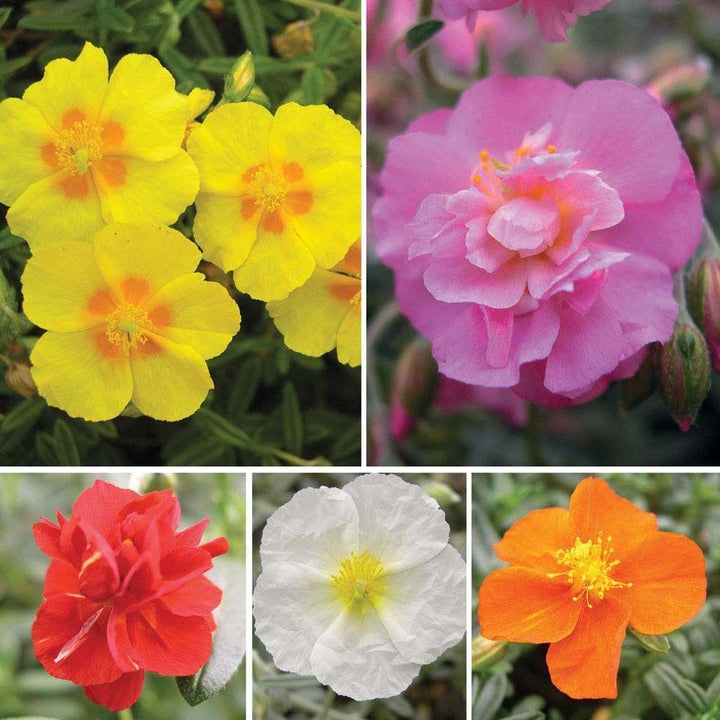 Mix Helianthemum Flower Seeds for Planting – Heirloom Non-GMO, High Germination Organic Garden Seeds
