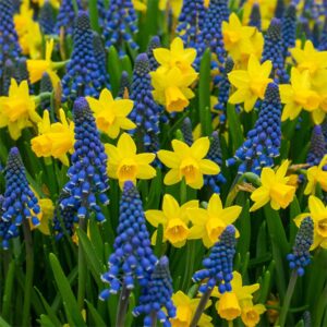 Blue Yellow Daffodil Flower Seeds for Planting – Heirloom, Non-GMO, Bright Blooms, High Germination