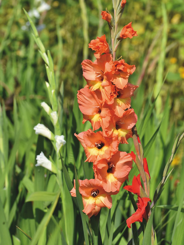 Light Red Gladiolus Flower Seeds for Planting – Seasonal Bloomer, Heirloom & Non-GMO Organic Garden Seeds