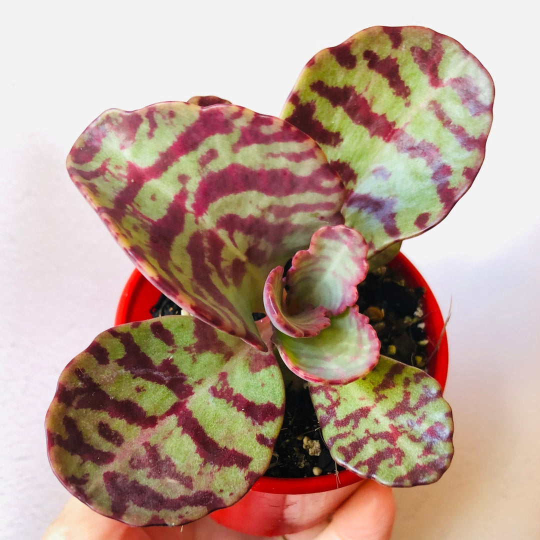 Flower Seeds, Seeds,Seeds For Planting,Plant Seeds