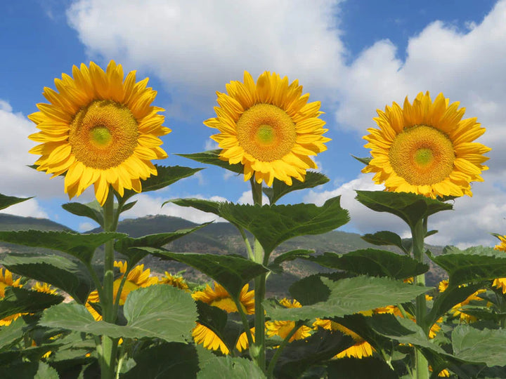 Flower Seeds, Seeds,Seeds For Planting,Plant Seeds